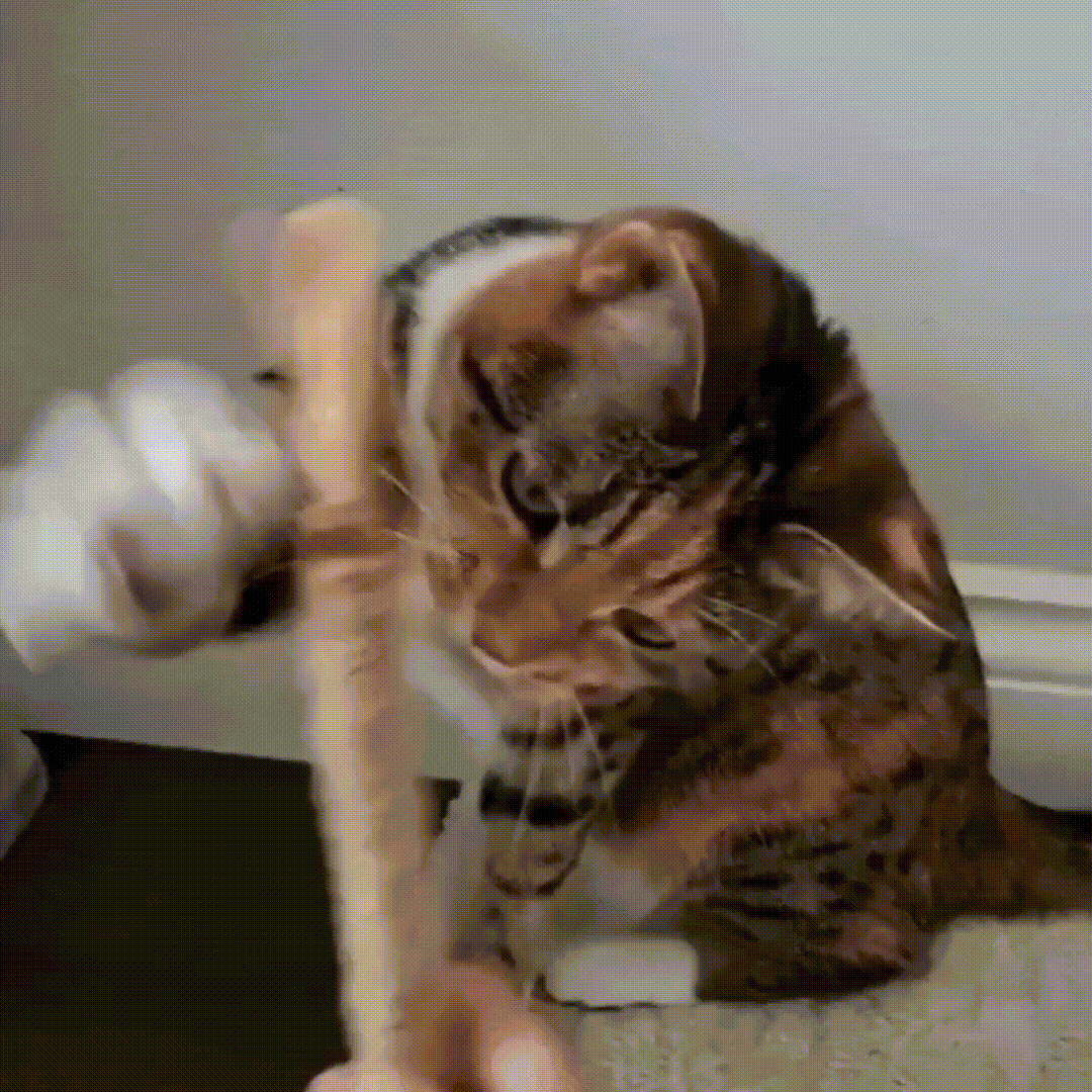 3x Bâtonnets à mâcher pour soins dentaires