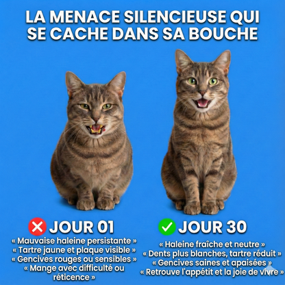 Orale+ - Solution Chat Hygiène Buccale